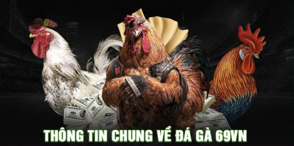 Experience quality with a reputable online cockfighting system